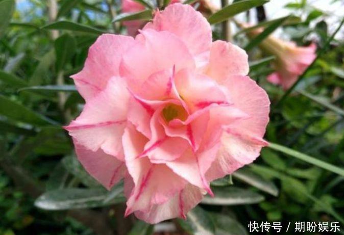 3种花常年开花易爆盆，被称为花卉界的劳模，一开就是300多天