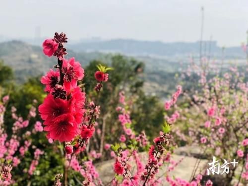 老年|汕头出游赏花好去处：十里桃花，春日斗艳！