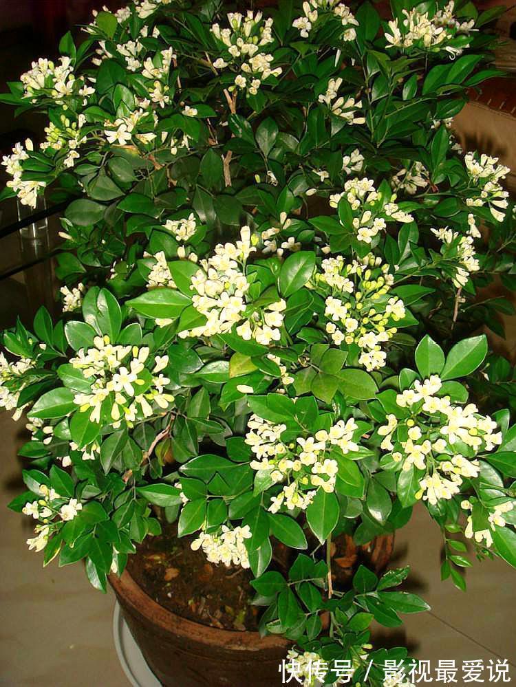 养九里香、栀子花,摆在这“3处”,黄叶掉花苞,养一盆死一盆!