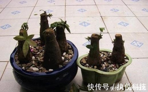 酸角|3类种子得捡回家,冬天将它扔水里,呼呼长成漂亮的绿植盆栽!