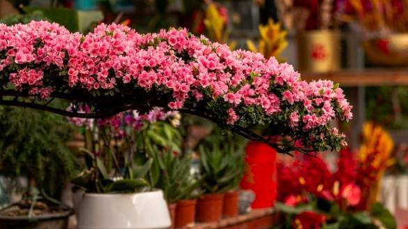 茉莉花|6种北方不适合养的花卉，技术不到位容易死，非高手就不要考虑了