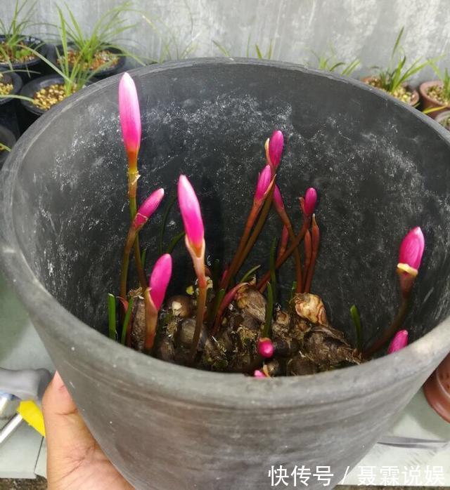 4种花很“好养”，阳台种1盆，一年开花200天，真正的开花机器