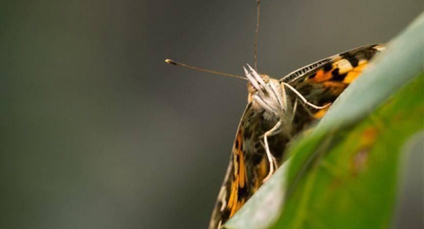 温血动物 大洋深处,是否存在比蓝鲸更大的动物,只是人类暂时没有发现