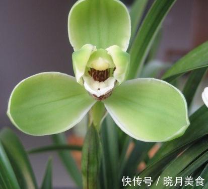 兰花浇水普通又关键，掌握这些，不烂根不闭花，植株挺拔生长快