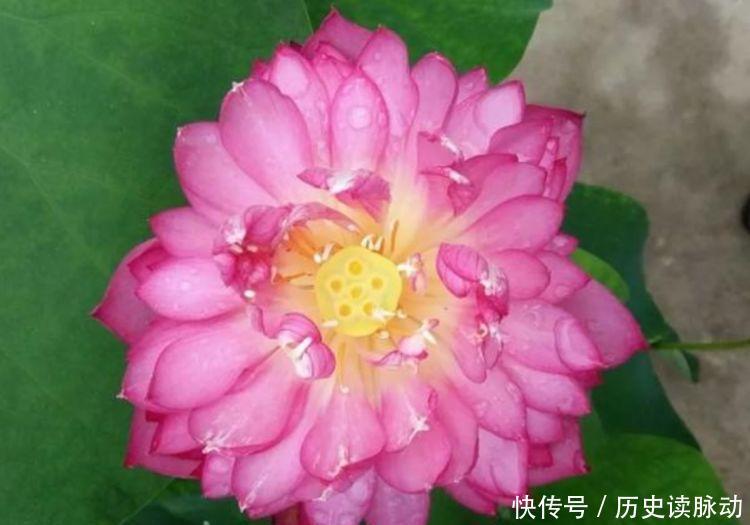  4种花好养易活，旺财又养人，家里养一盆，满屋飘香