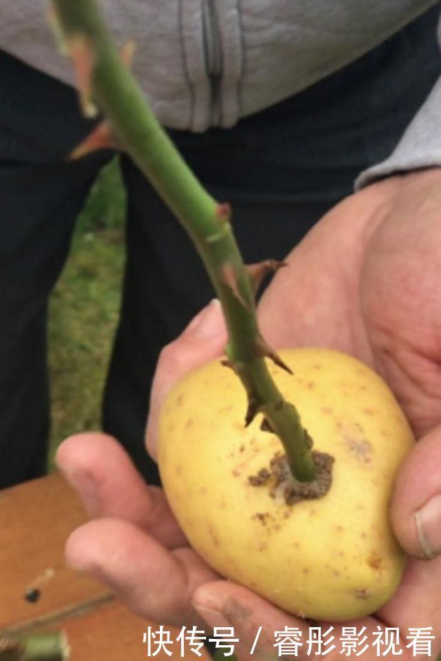 枝条|至今还有人“炒作”土豆扦插月季,实操后发现,土豆长得真不错