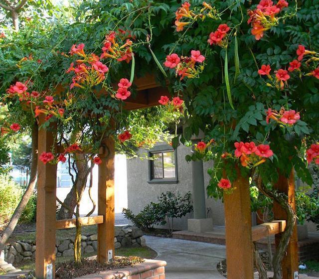 小喇叭|1种进口花,人称“五龙爪”,放冰箱里都冻不死,好养好活开花多