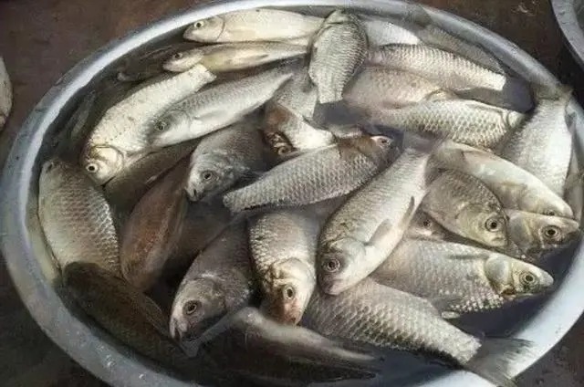 用了这鲫鱼钓法,老钓手都要甘拜下风,太强了!