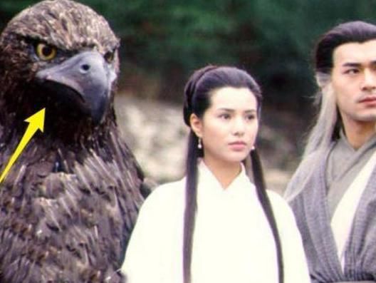 神雕侠侣演员表