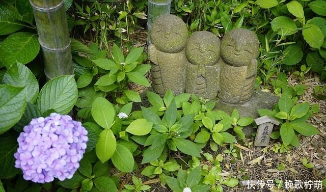 养花上瘾的人都有这六个症状,我就中了其中三个,你呢!