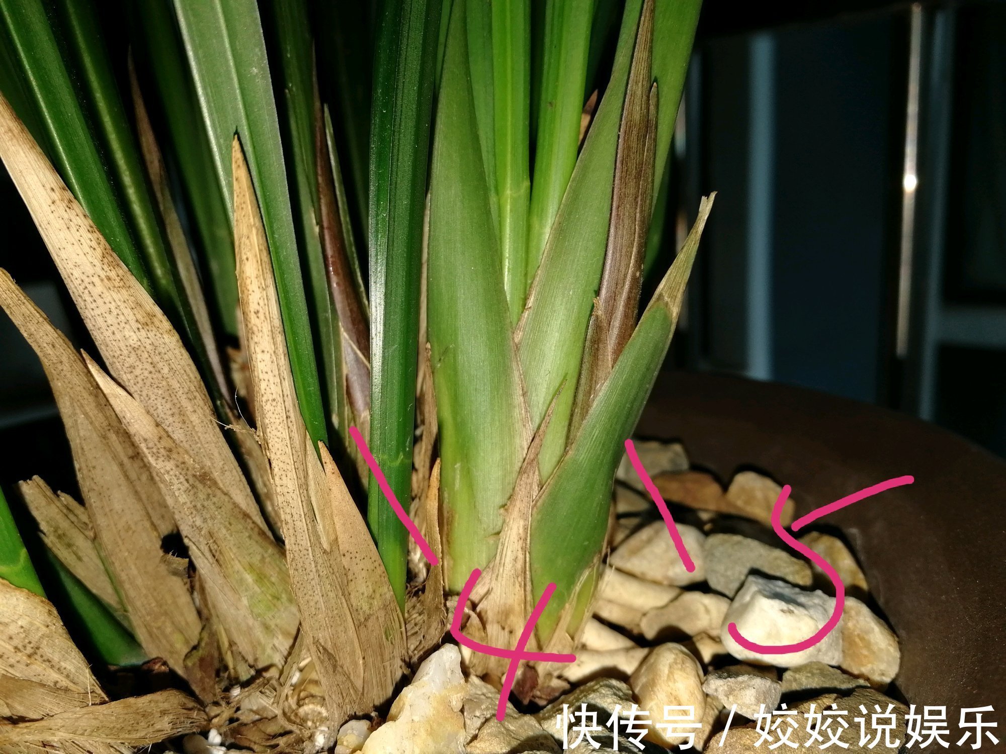 浇水|秋季养墨兰,做不到3点,春节开花是做梦,秋季花芽破土很关键