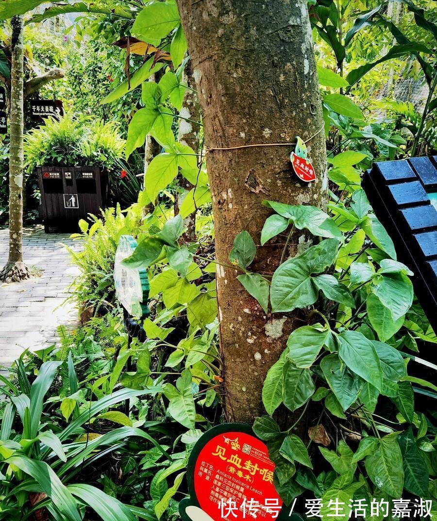 金皮树|认识植物界的“六大毒树”,看到“绕道走”,涨知识不吃亏