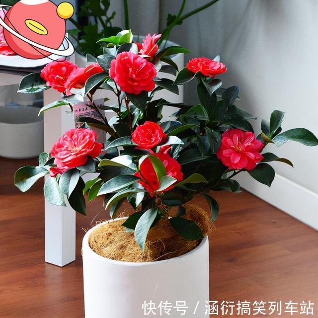 玉树|天气冷,六种花要“干养”,少水多晒才健壮,养成老桩更旺家