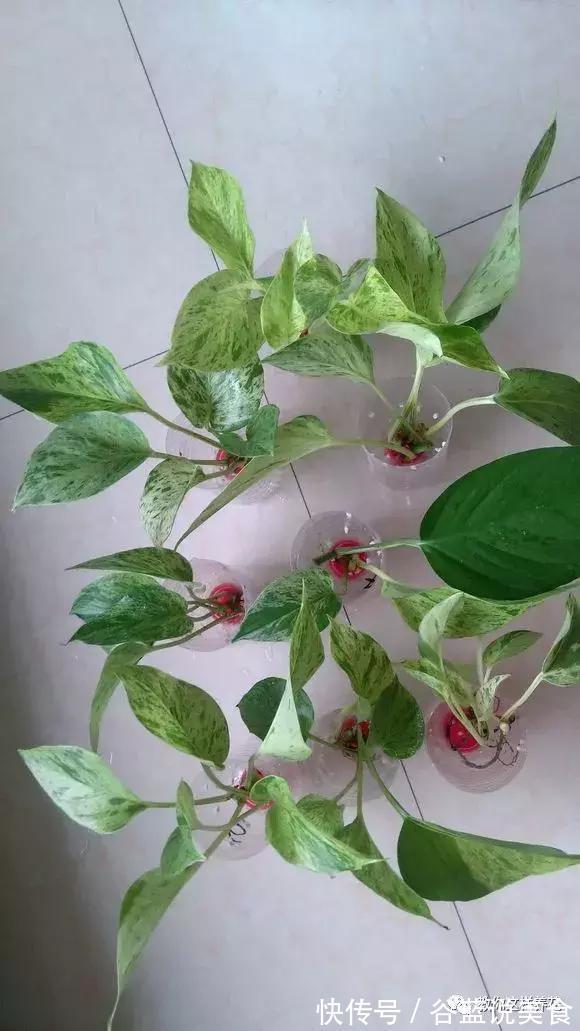 塑料瓶扔了太可惜!用来养绿萝,效率高,成活快,一养一大片!