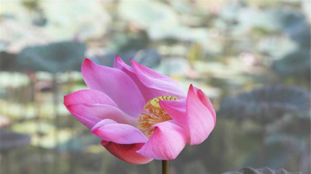 于王氏|李商隐:荷叶生时春恨生,荷叶枯时秋恨成!爱情也会慢慢地枯萎!