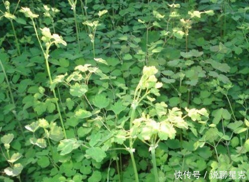 猫爪菜|农村被称为“猫爪草”，现在成了城里热门野菜，卖50元一斤