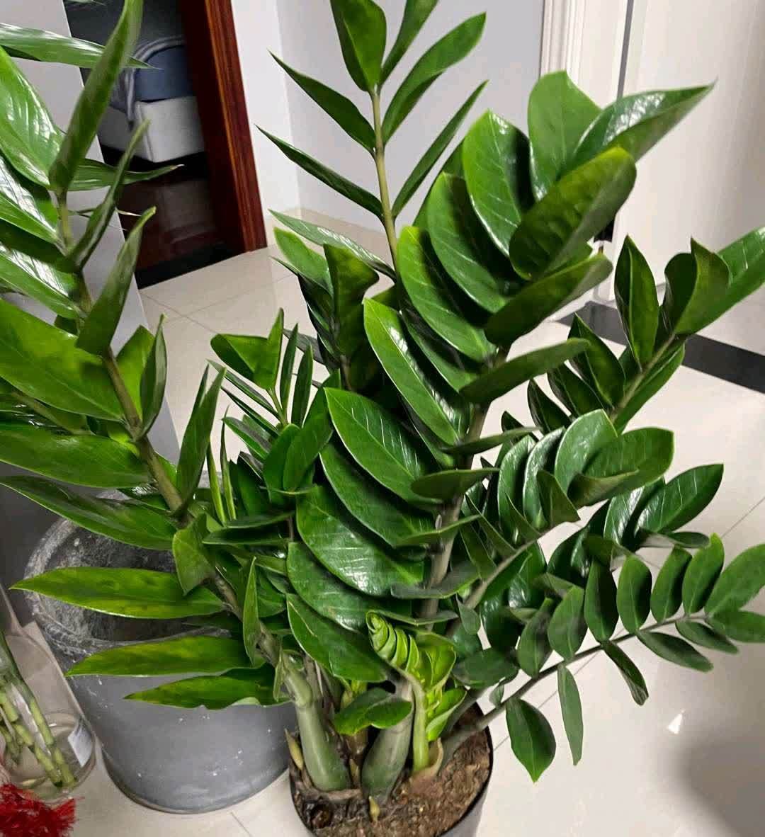 春天,这八种花剪个枝插土里就活,养养就开花,错过就要等明年了