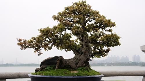 树桩的截干蓄枝期间，注意6个方面的工作，帮你培育出好桩景