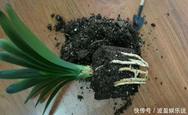 三角梅|君子兰长成“丑八怪”,就是叶子不听话,这几点一定要做好