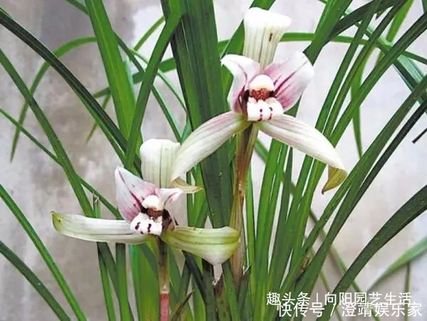 瓜子|给兰花换盆换土,加入这3种“宝贝”,疏松又透气,不烂根长的壮