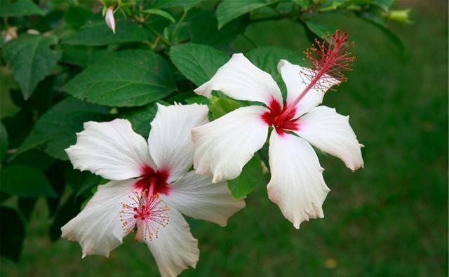 苗壮|扶桑花越冬很简单,4个方面做好后,苗壮来年开花多