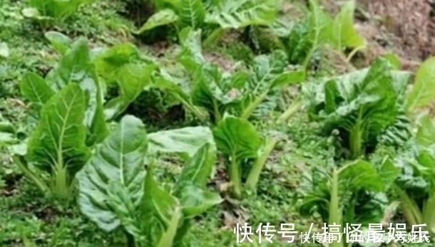 牛皮菜|菜地里的一种菜，很多人不喜欢吃，却是天然的补钙菜