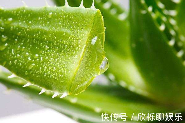 芦荟别乱放，放在这里养，才是最对的地方