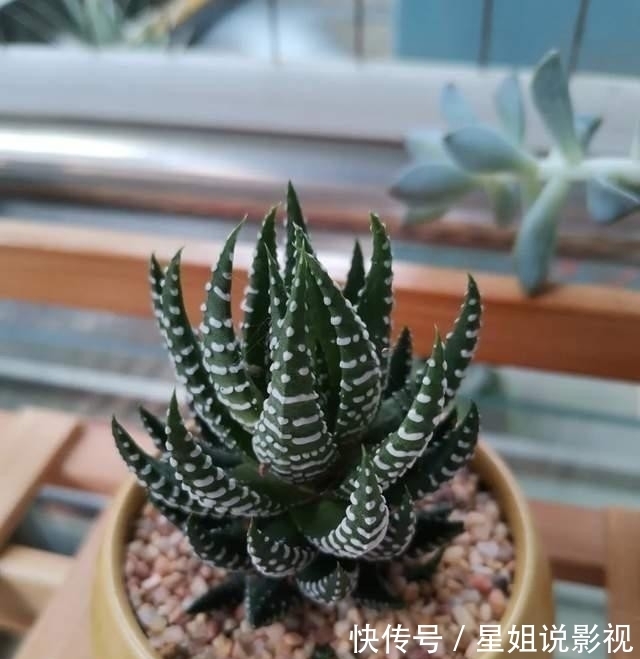 花根|家里有这5种花,越懒养越好,根不烂叶子不黄,养养就爆盆!