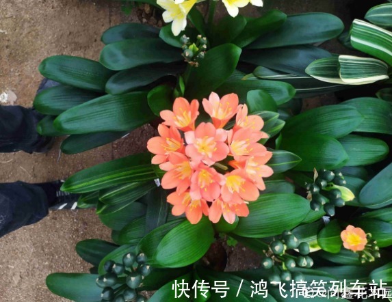 君子兰养了10年不开花，就是这个原因，看完就明白了！