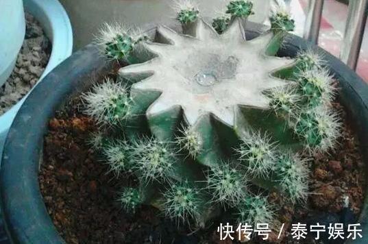 常见的2种花,夏天多“切几刀”,才能呼呼冒“新芽”,翻倍的长