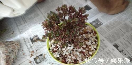 土壤|我用这方法扦插繁殖了几十盆的植物,薄荷、吊兰轻松培育