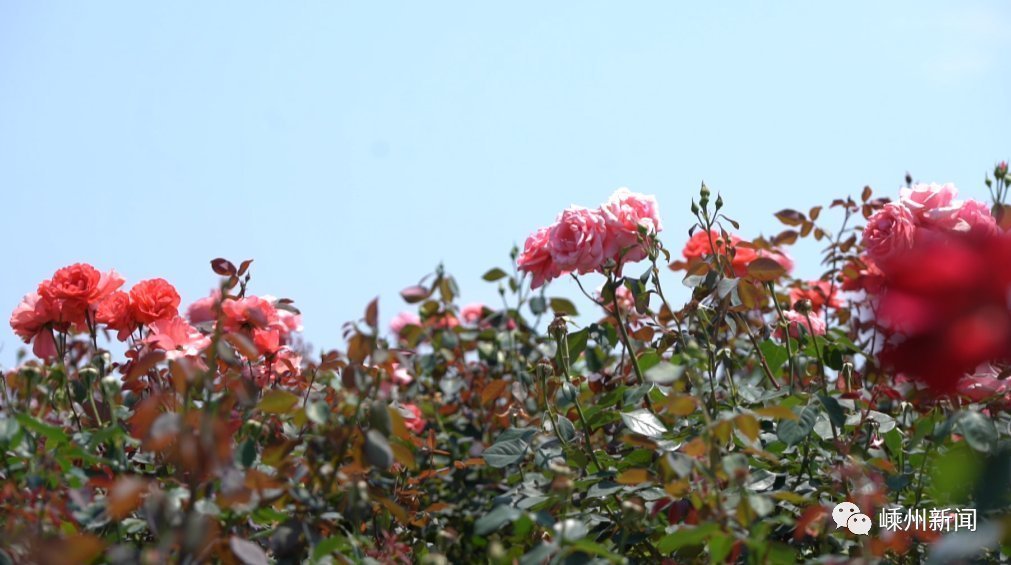 花海|美爆了，嵊州又一个网红打卡地，百亩花海盛开！还有2000多盆优惠待售…