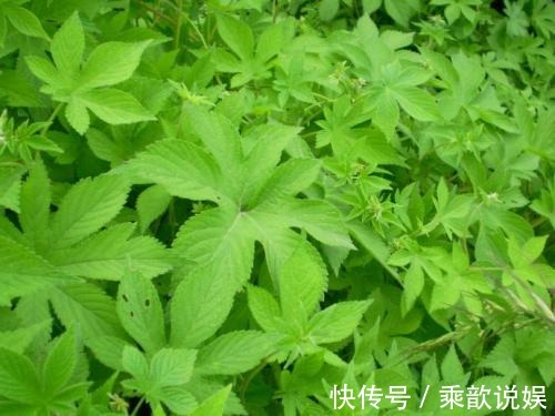 皮肤发痒|农村当杂草除掉的一种草，是治疗皮肤发痒的奇药，一抹就见效