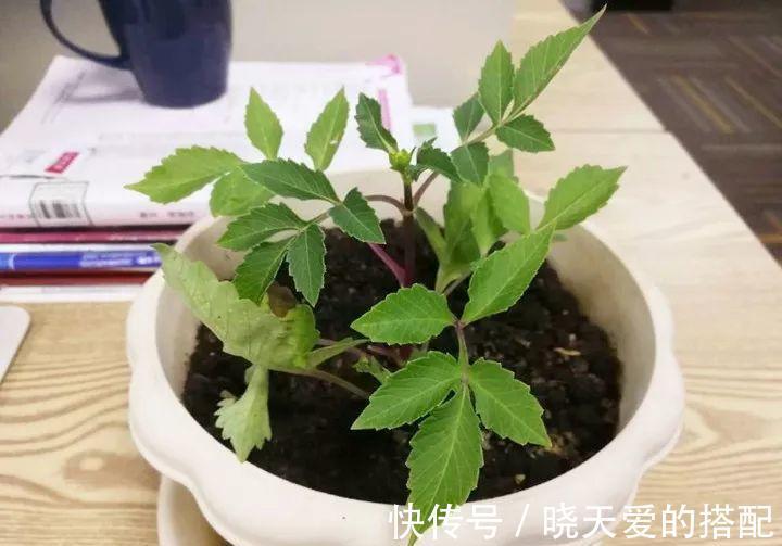 小月季|5种漂亮花,都是“激素花”,好看难养活,开完花就扔