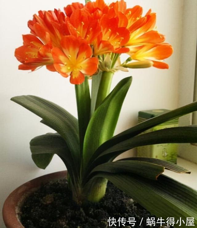 想不想君子兰快速开花？秋季做好这3点，根系满盆，快速长花苞