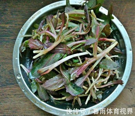 日本人|它是日本人常吃的“长寿菜”,我国产量大却没人吃,含钙比牛奶高