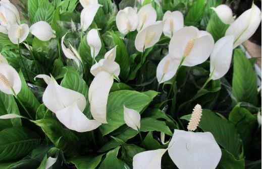 几种花卉谁见了都喜欢,花瓣层层叠叠,惊艳如花球