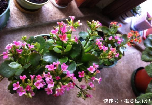 扦插长寿花:从母株上选枝叶、催根、育苗,得做好这些细节