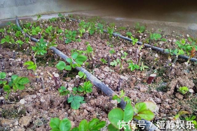 月季花“扦插后”慎浇水,成活率高10倍,10天长白根,一棵变20棵