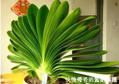 这几种浇花水,用来养花,不仅花多,还不长虫子,连肥都不用施了