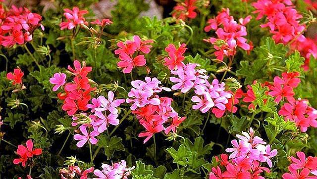 好养的花卉就选“它”,品种多,开花五颜六色,一年开花365天