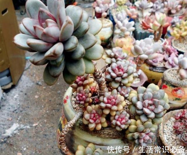 多肉烟煤病来袭，这5种特别容易得，一不小心叶子就没有了！