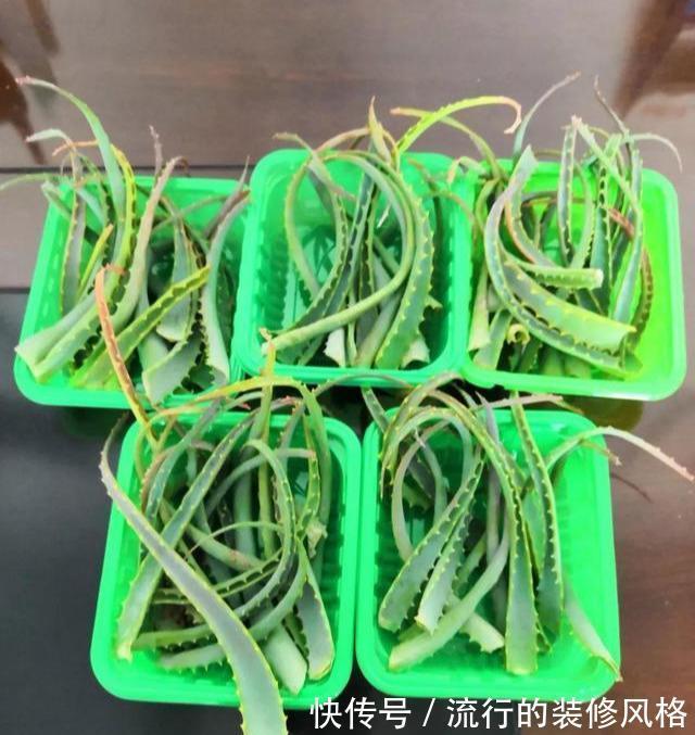 芦荟“真好养”,长了3米高,长成芦荟大树,叶子太厚,吃不完