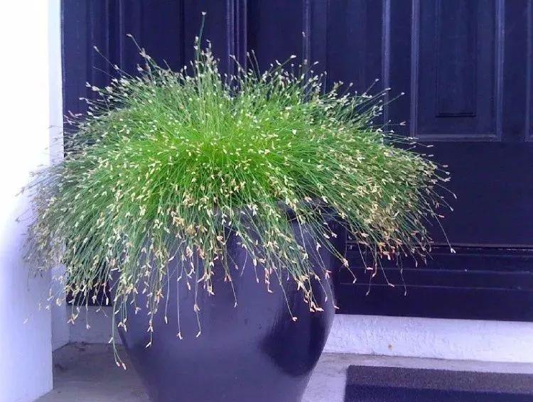 太美了这些草比花还漂亮,第一种就迷倒很多人