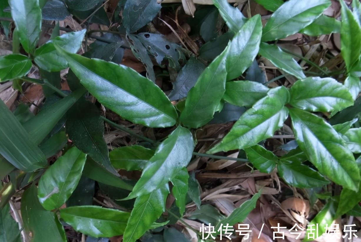 种植|三叶青:长有3片叶子好辨认,年年有人采挖,如今靠种植400元/斤