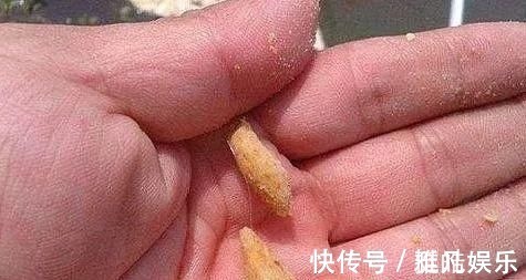 垂钓|夜钓鲤鱼，真的不用吹，这套钓法最管用，大鲤鱼接连入护