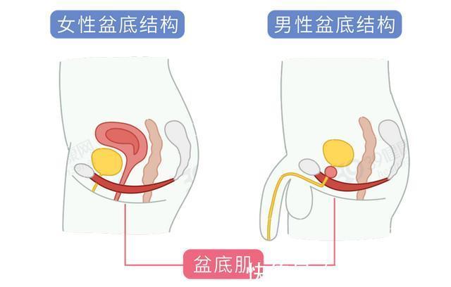 压力性尿失禁|别不好意思：盆底肌训练真的很养生！锻炼持久力，男女都获益