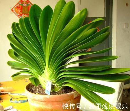 养君子兰,在花盆里埋上10粒“它”,3个月蹿出4片新叶,开花50朵