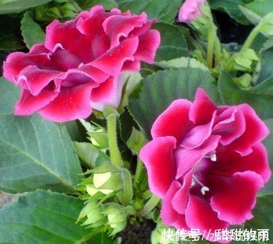 寓意|此花花大色艳,花姿妖娆仿佛是从画中而来,寓意为华美与欲望