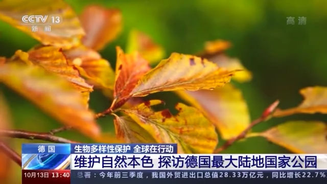 生物|维护自然本色 探访德国最大陆地国家公园